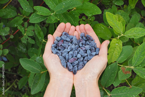 hands holding a handful of honeysuckles in the shape of a heart photo