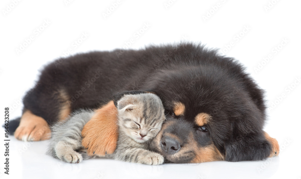 Tibetan mastiff puppy embracing kitten. isolated on white background Tibetan mastiff puppy embracing kitten. isolated on white background