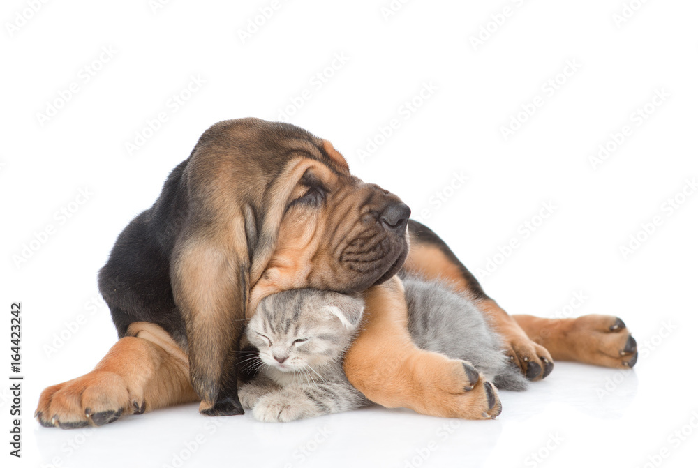 Sleeping bloodhound puppy embracing kitten. isolated on white background