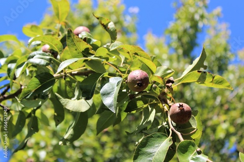 Pear fruit grows on branches in early summer