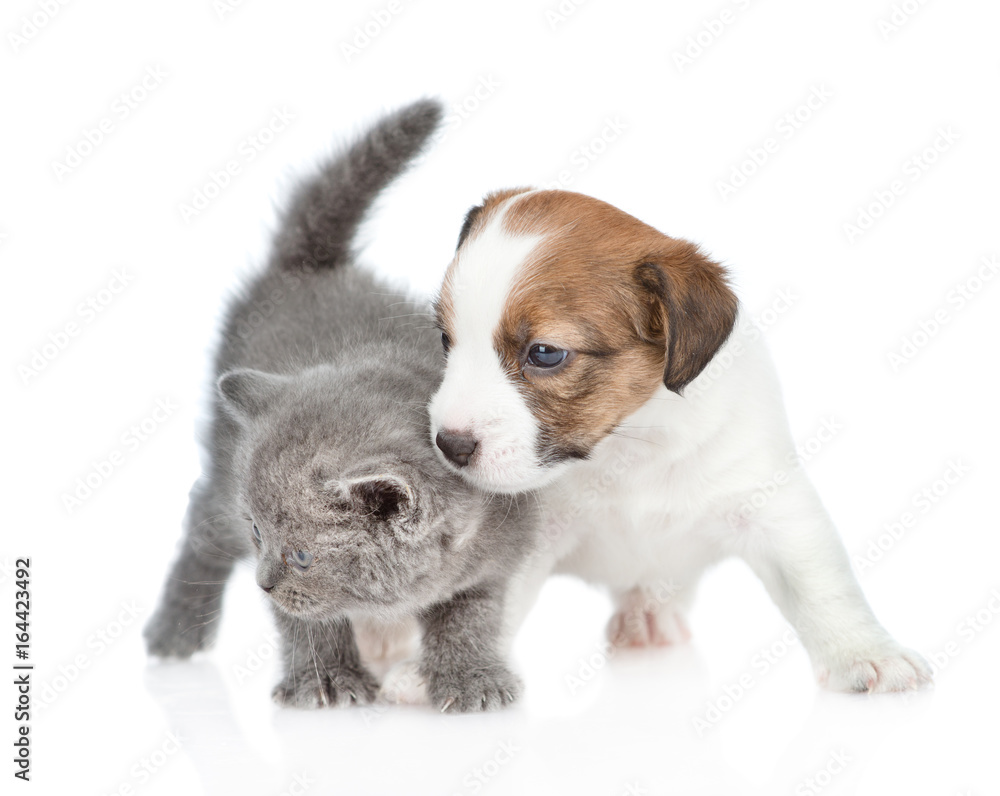 Puppy playing with a tiny kitten. isolated on white background