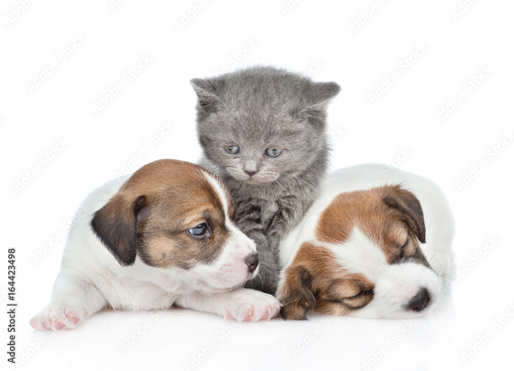 Kitten and two puppies Jack russell. isolated on white background Kitten and two puppies Jack russell. isolated on white background