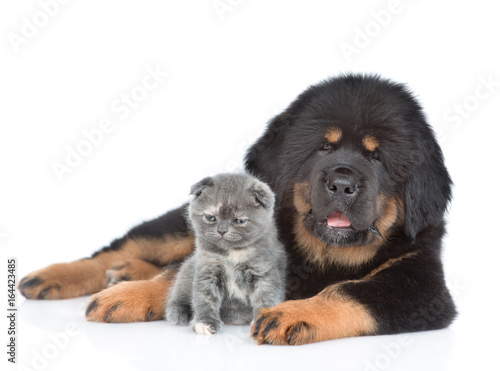 Puppy of a Tibetan mastiff with a kitten. isolated on white background