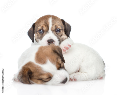 Group of sleeping puppies Jack Russell. isolated on white background