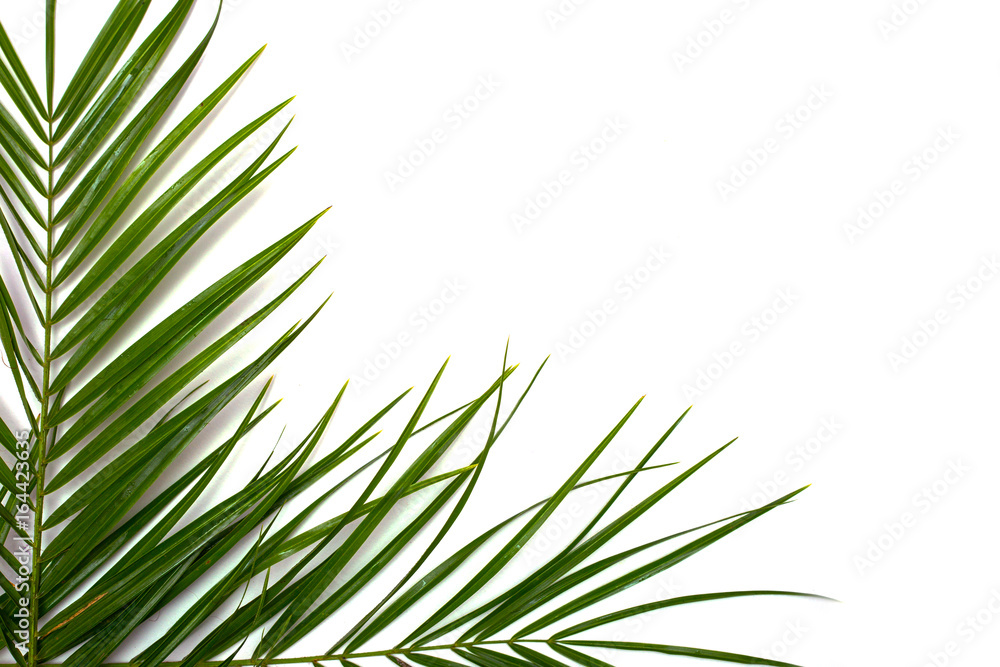green leaf of palm tree isolated on white green leaf of palm tree isolated on white