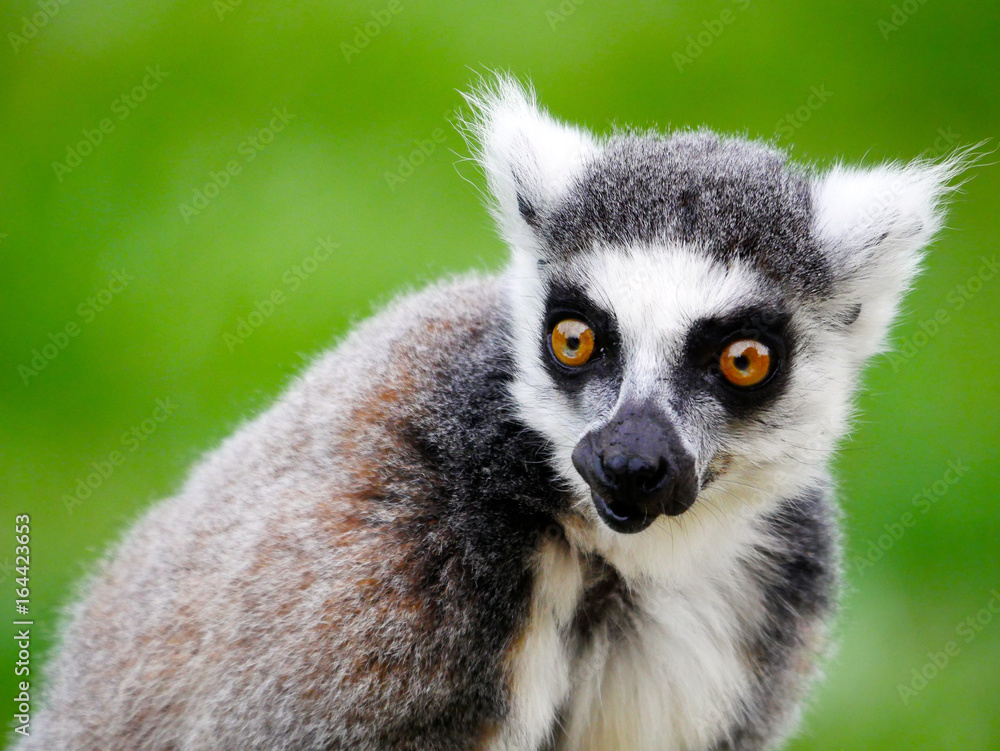 Fototapeta premium Lémur maki catta
