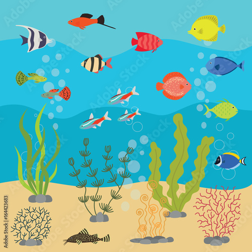 Tropical exotic fishes in aquarium or ocean underwater. Vector illustration of fish tank with colorful sea fishes and algae.