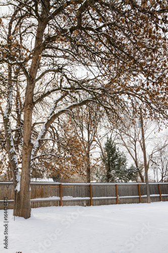 Snowy back yard. © Tracy King