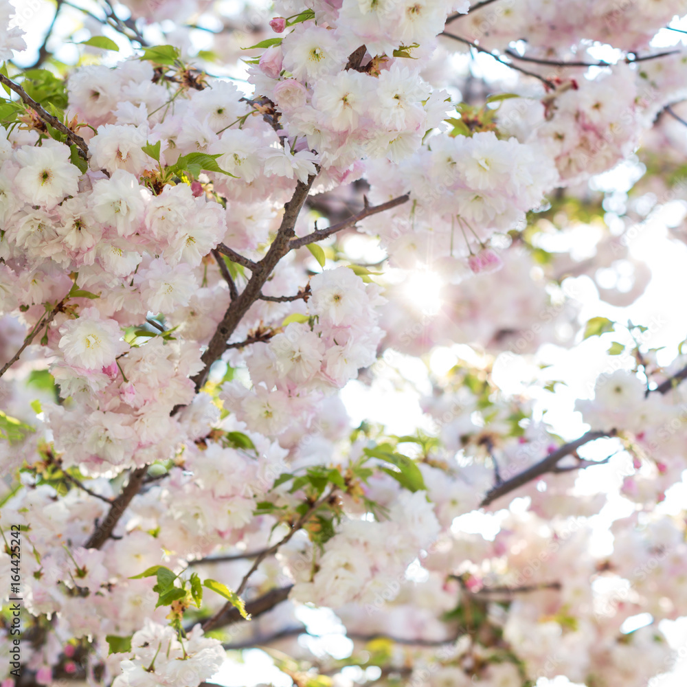 Sunlit branches of blossoming sacura tree Sunlit branches of blossoming sacura tree