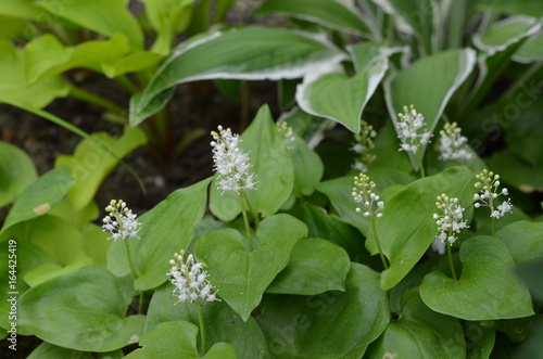 Fototapeta Naklejka Na Ścianę i Meble -  Белые цветы майника двулистного Maianthemum bifolium