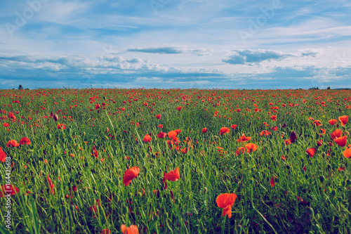 Poppy field. photo