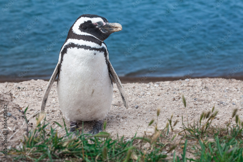 Naklejka premium Pingouin