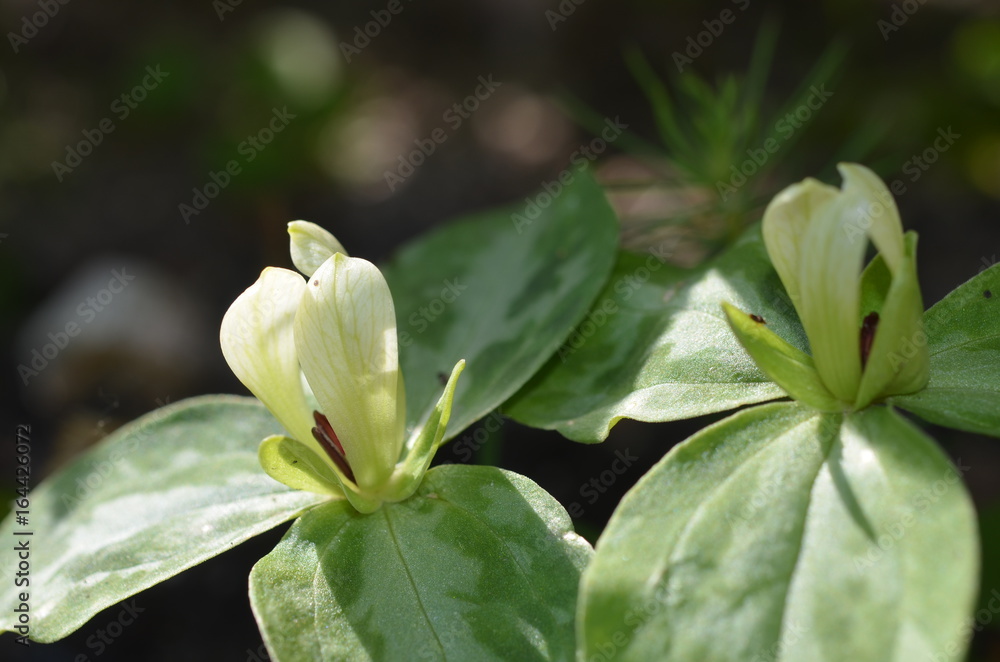 Бледный желтый цветущий триллиум разноцветный Trillium discolor, Mottled wakerobin, Mottled trillium Бледный желтый цветущий триллиум разноцветный Trillium discolor, Mottled wakerobin, Mottled trillium