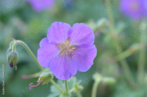 Fototapeta Naklejka Na Ścianę i Meble -  Лиловый розовый синий круглый цветок герани скальной Geranium saxatile из Тянь-Шаня, Кыргызстан, Центральная Азия
