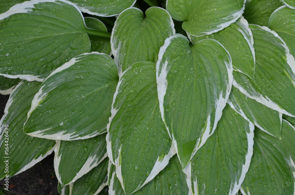 Зеленые с белым краем большие листья хосты "Антиох" Hosta 'Antioch ...