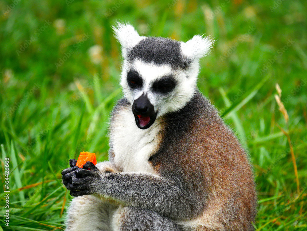 Obraz premium Lémur maki catta