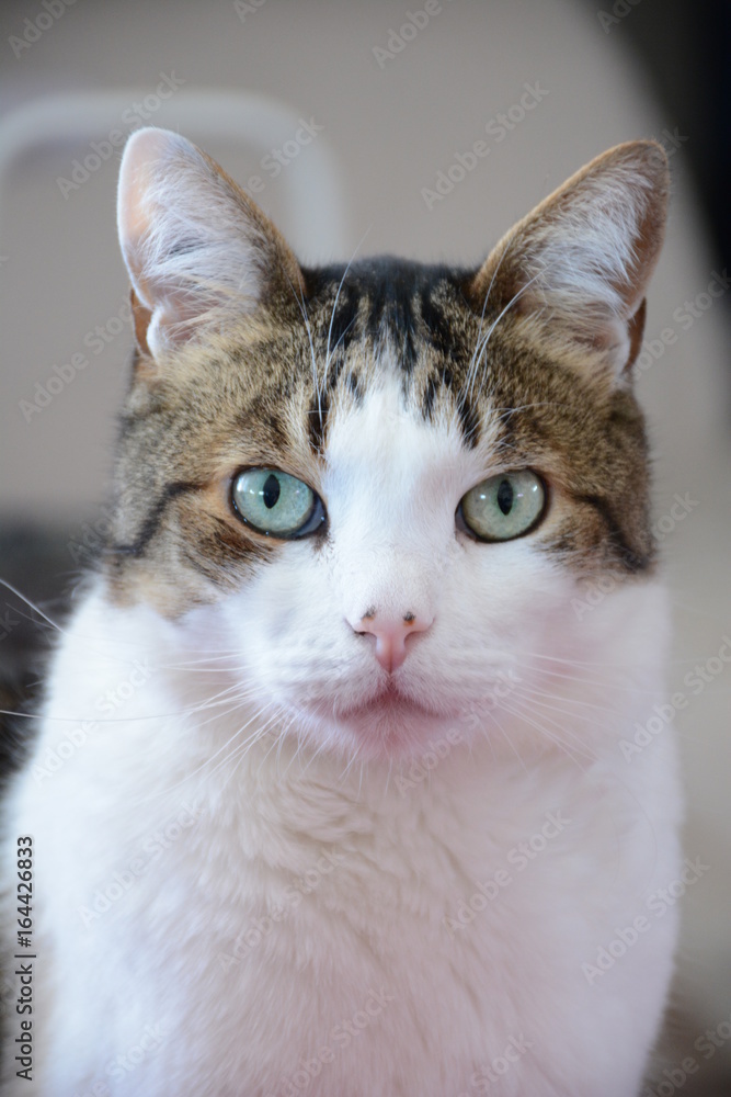 Chat en gros plan Chat en gros plan