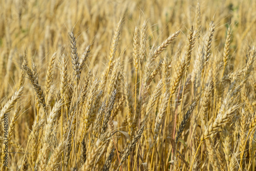 Mature wheat on the field. Spikelets of wheat. Harvest of grain.