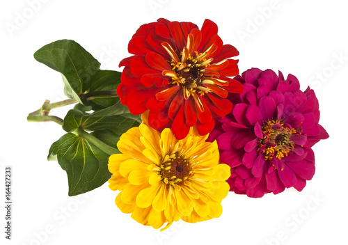 Fotografi Bouquet of colored zinnia flowers on a white background