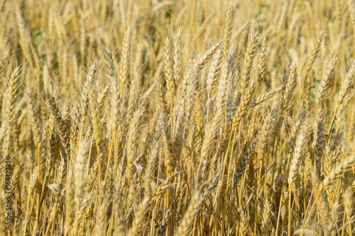 Mature wheat on the field. Spikelets of wheat. Harvest of grain.