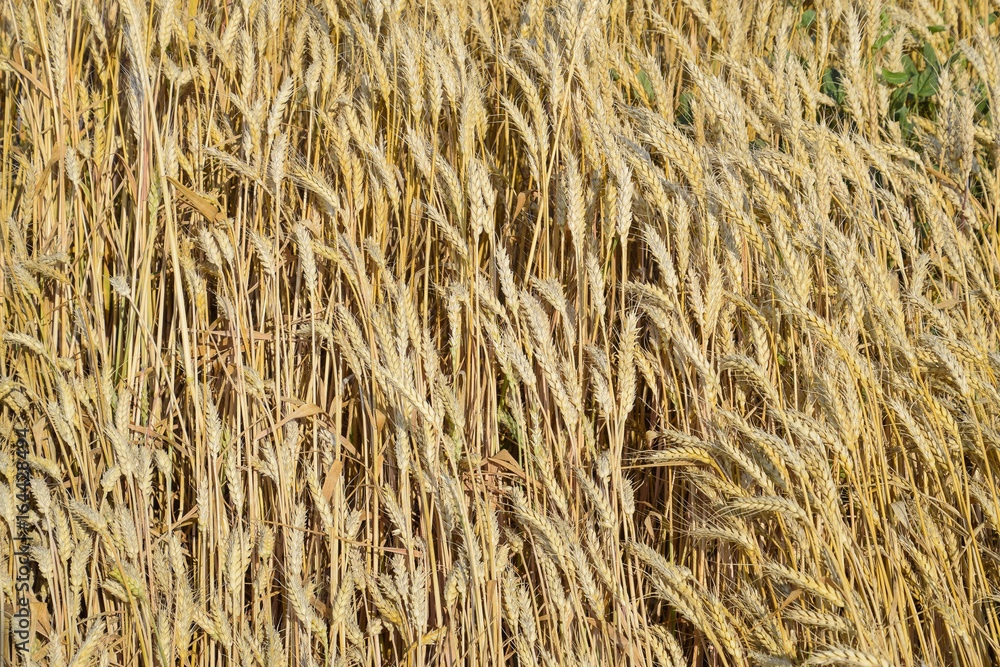 Mature wheat on the field. Spikelets of wheat. Harvest of grain. Mature wheat on the field. Spikelets of wheat. Harvest of grain.