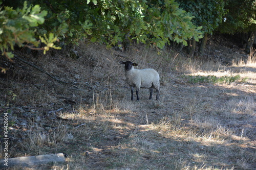 Mouton qui attend © Pierre