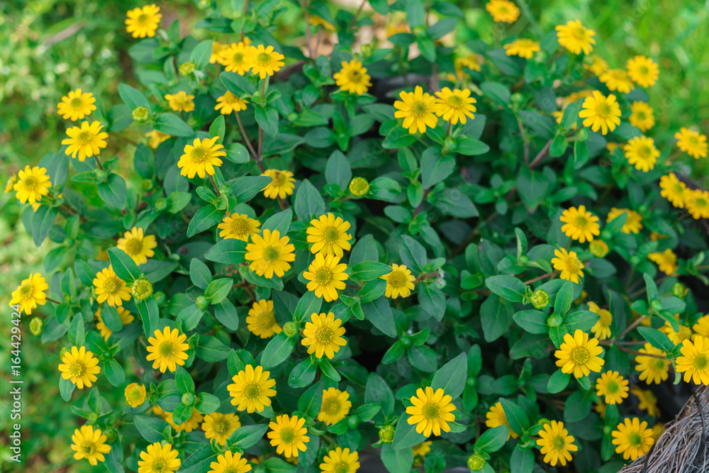 Beautiful yellow flowers in a wicker pot in the form of a shoe. Beautiful yellow flowers in a wicker pot in the form of a shoe.