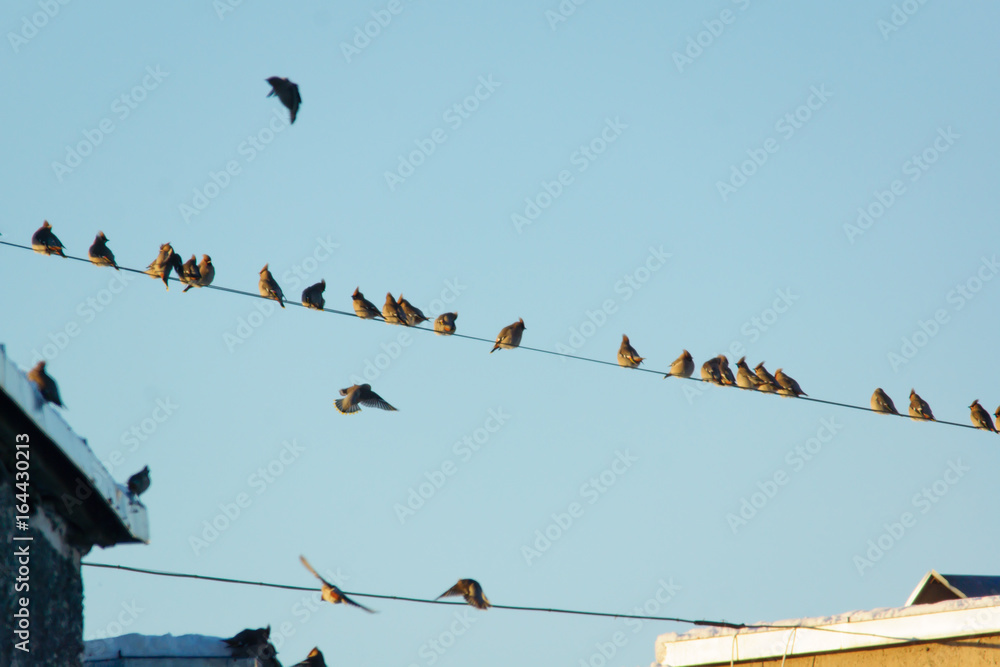 many small birds sitting on wires many small birds sitting on wires