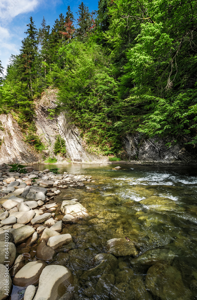 rapid flow of the river in forest rapid flow of the river in forest