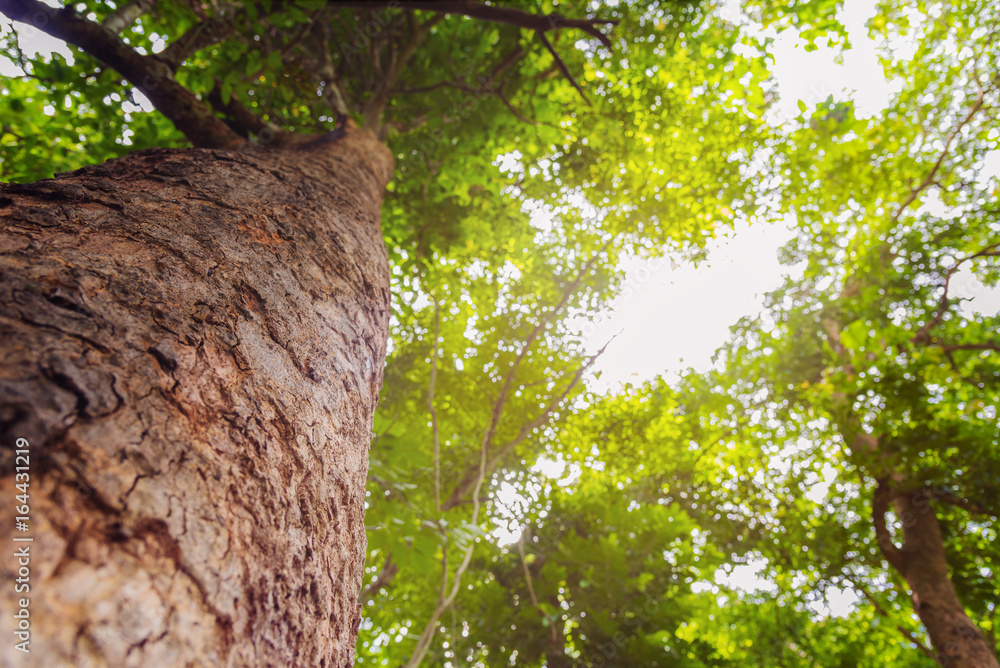 Fototapeta premium wood bark and Abstract blur Bokeh.