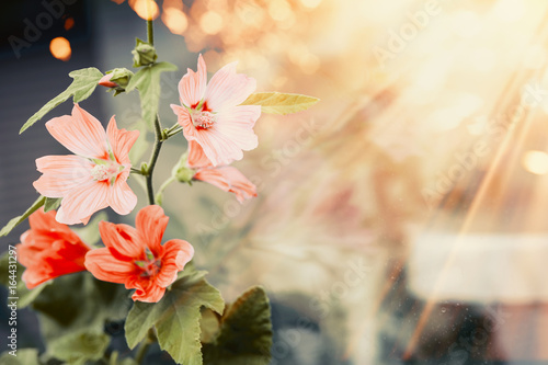Pretty flowers in sunset light and bokeh  outdoor nature