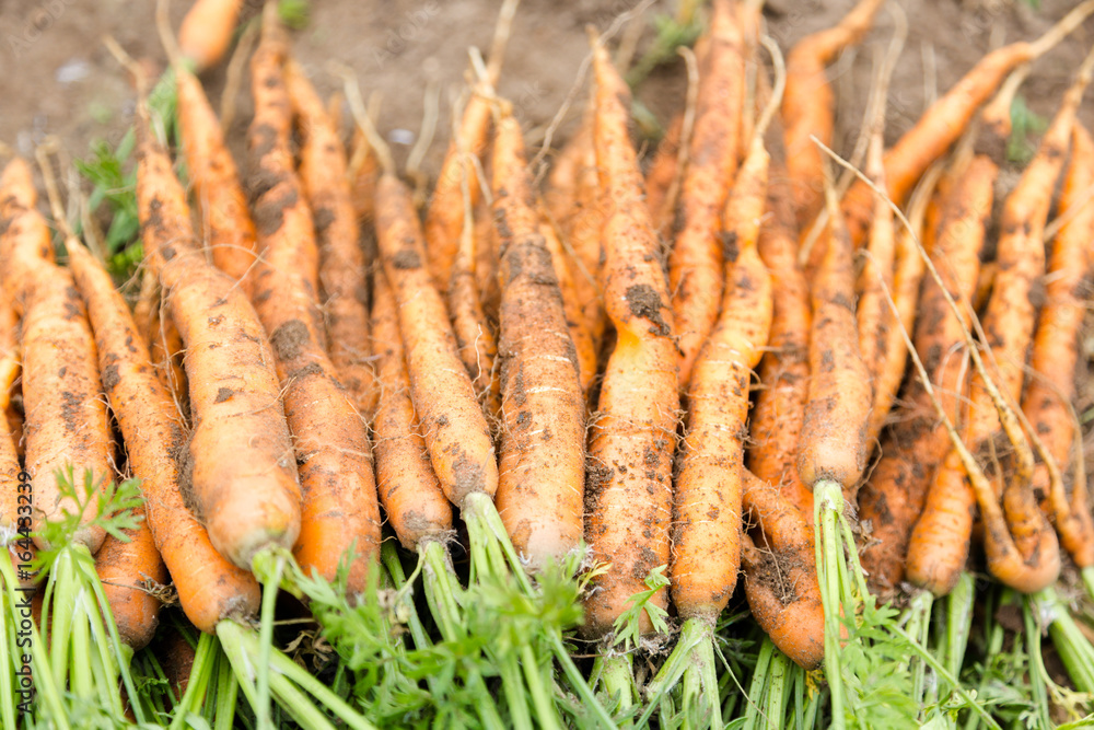 Hand picked bunch of fresh dirt orange carrots backgrounds Hand picked bunch of fresh dirt orange carrots backgrounds