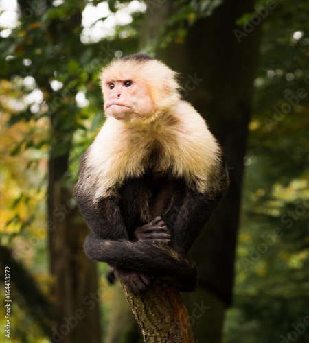 Monkeys in the zoo © Gabi Gaasenbeek