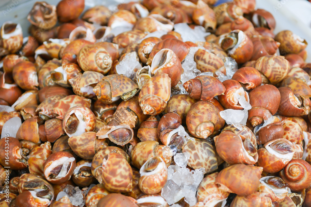 Babylonia areolata are sold in the Thai seafood market. Babylonia areolata are sold in the Thai seafood market.