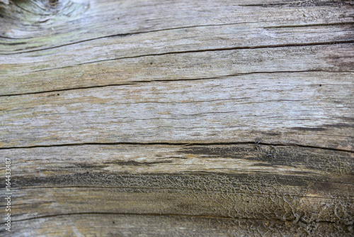 Old stump skin,Wood surface for wood design.