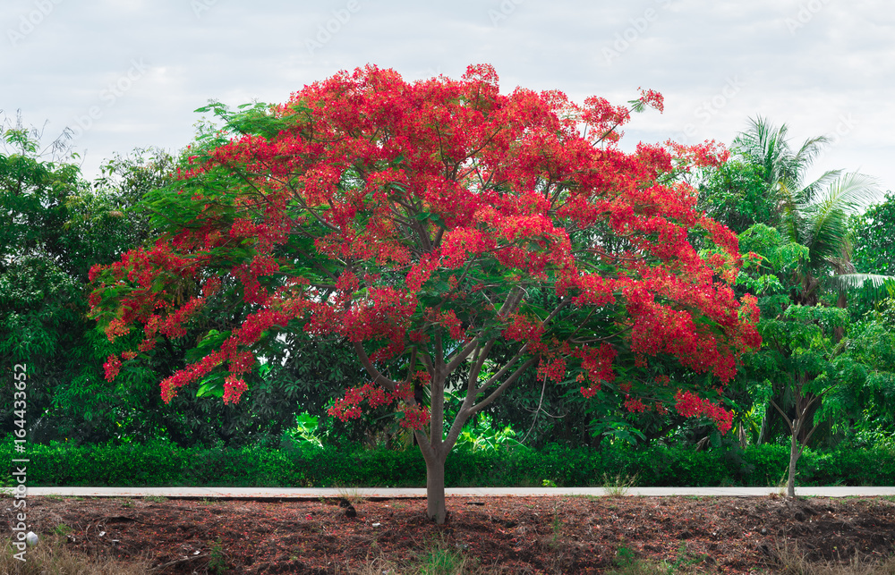 Beautiful Peacock Flowers or Barbadose Pride on blue sky background.