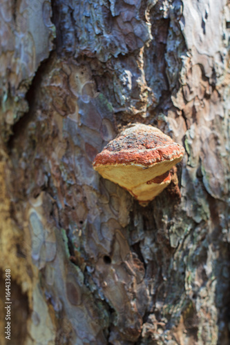 Shelf mushroom Fomitopsis pinicola