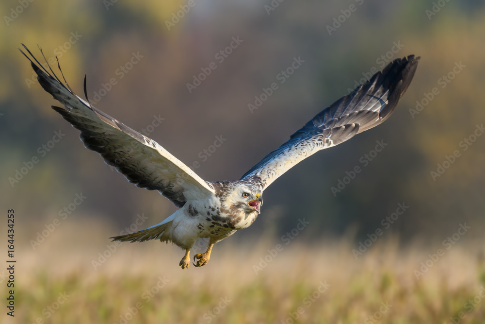 Flight over the meadow/Common Buzzard Flight over the meadow/Common Buzzard
