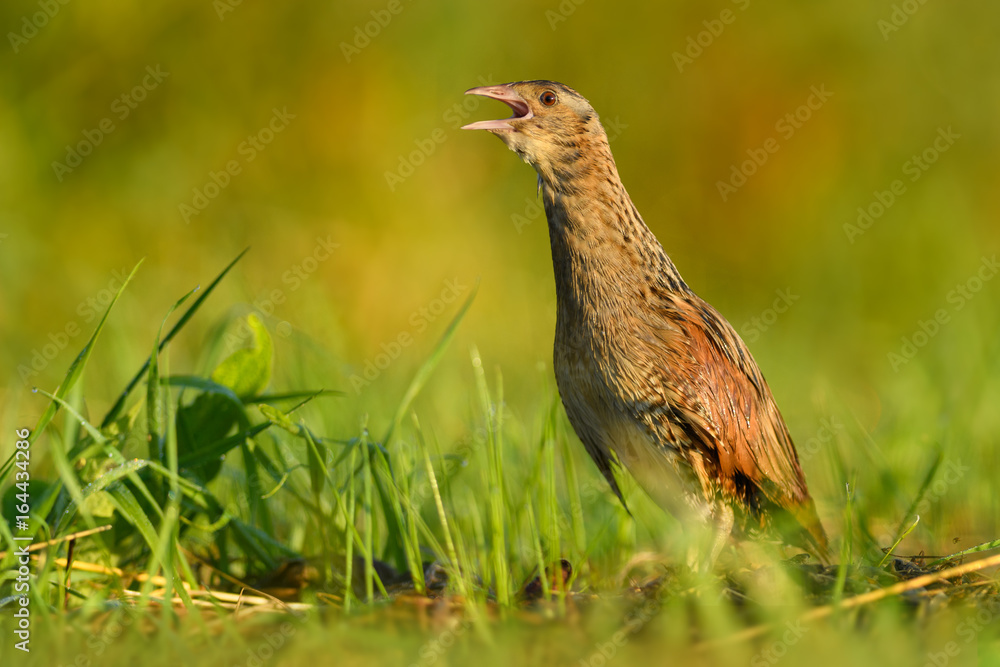 In the morning sunshine is the summer season/Corn Crake In the morning sunshine is the summer season/Corn Crake