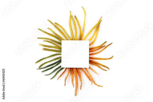 green and yellow fir branches in round shape with white square mockup.