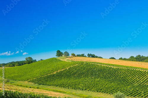 Countryside landscape, vineyard in Daruvar region, Croatia 