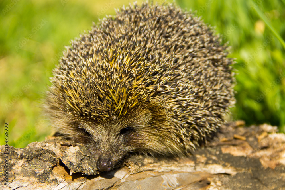 Young prickly hedgehog on the log Young prickly hedgehog on the log