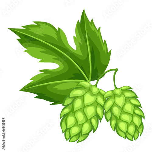 Green hops with leaf. Illustration for Oktoberfest
