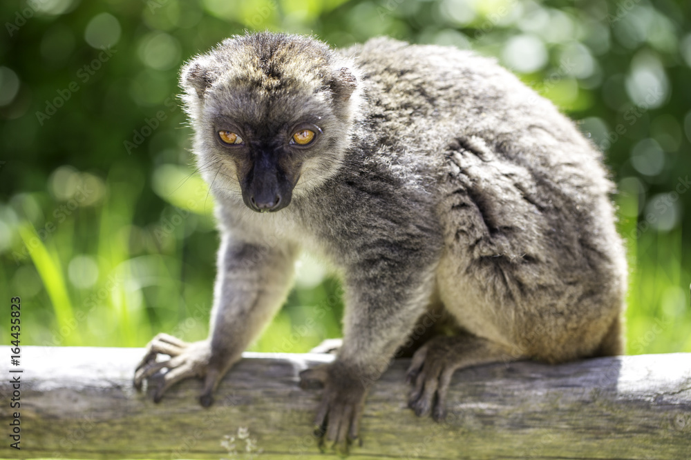 Obraz premium Ein Affe sitzt auf einem Stamm