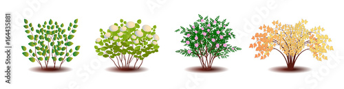 Ornamental shrubs. Isolated on a white background.