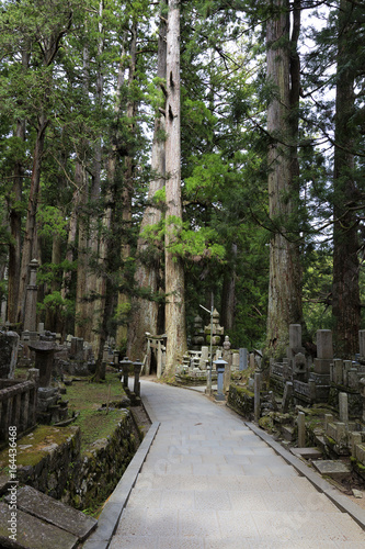 A path through the Okunoin ancient Buddhist cemetery in Koyasan  Japan.