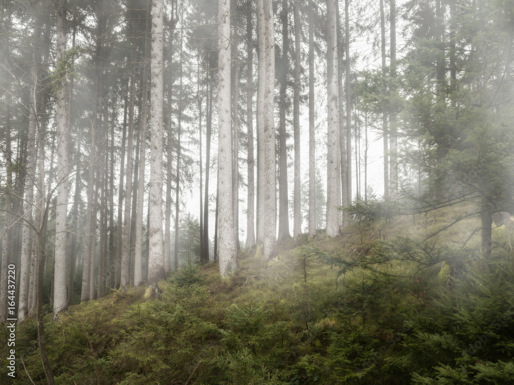 In the forest with fog in the morning In the forest with fog in the morning