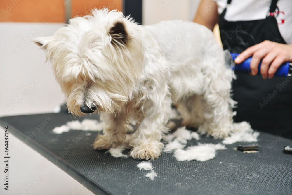 Grooming dog of West Highland White Terrier Grooming dog of West Highland White Terrier