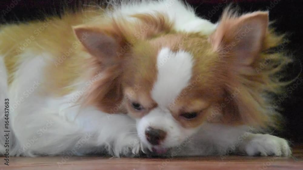 Chihuahua dog cleanse itself and sleeping Chihuahua dog cleanse itself and sleeping