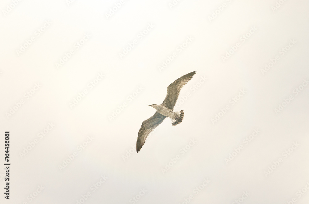 flying seagull